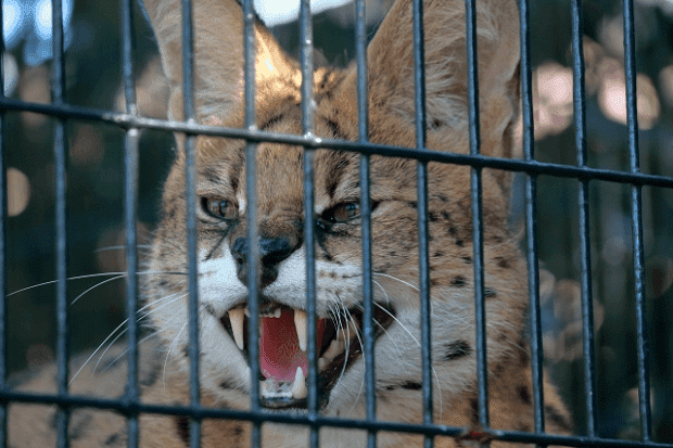 檻の中で牙をむくサーバルキャット